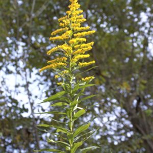 Goldenrod Tincture