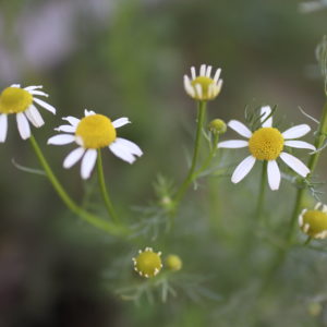 German Chamomile (Matricaria recutita), Organic