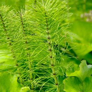 Horsetail (Equisetum arvense), Organic