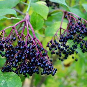 Elderberries (Sambucus nigra), Organic