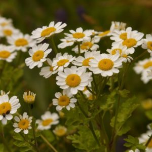 Feverfew (Tanacetum parthenium), Organic