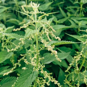 Stinging Nettle Leaf (Urtica Dioica), Organic