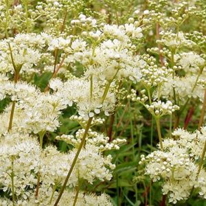 Meadowsweet (Filipendula ulmaria), Organic