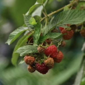 Red Raspberry Leaf (Rubus idaeus), Organic