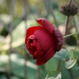 Red Rose Petals (Rosa centifolia), Organic