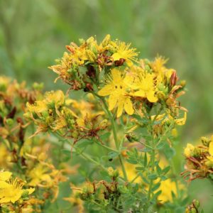 St Johns Wort (Hypericum perforatum), Organic